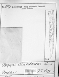 Scutellinia scutellata image